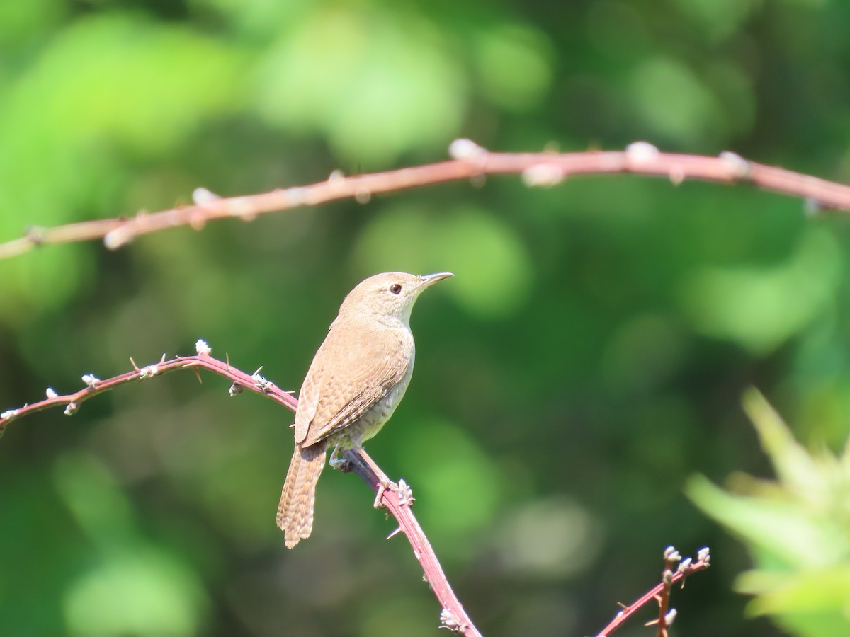 Northern House Wren - ML638510631