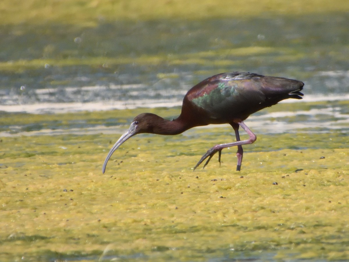 White-faced Ibis - ML638510633