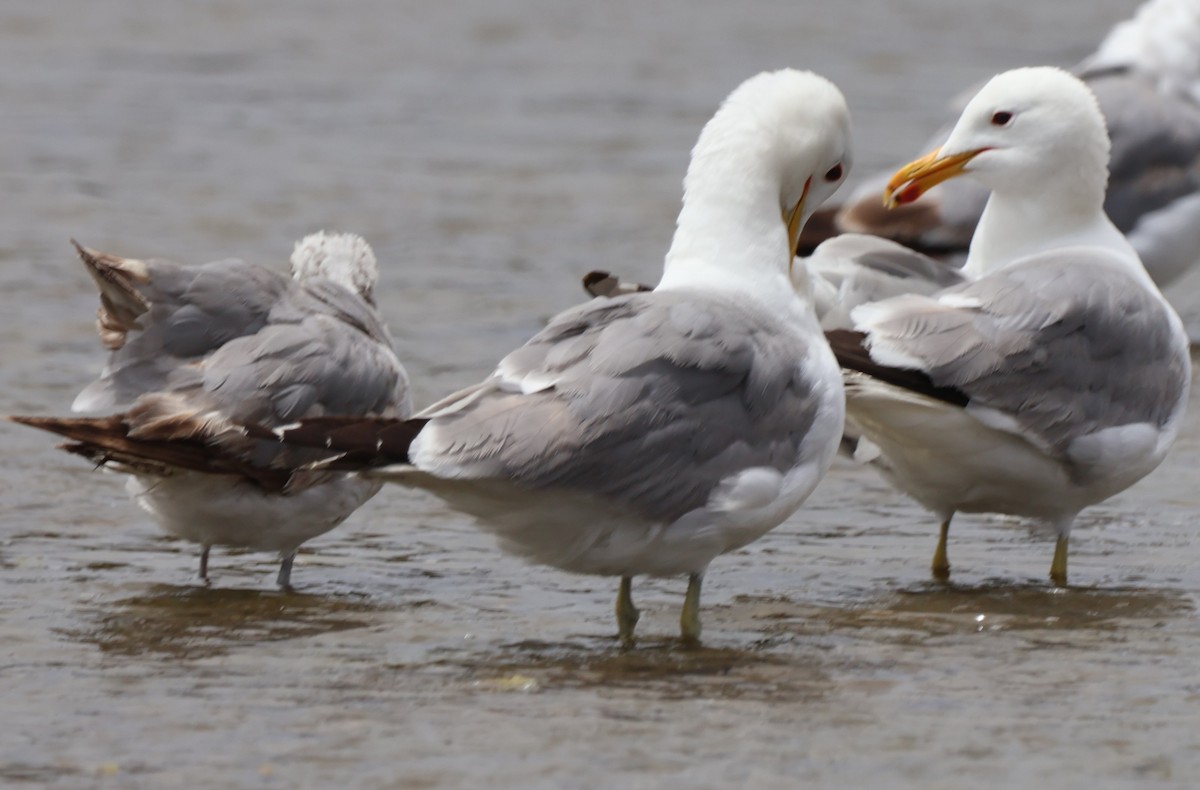 California Gull - ML638510635