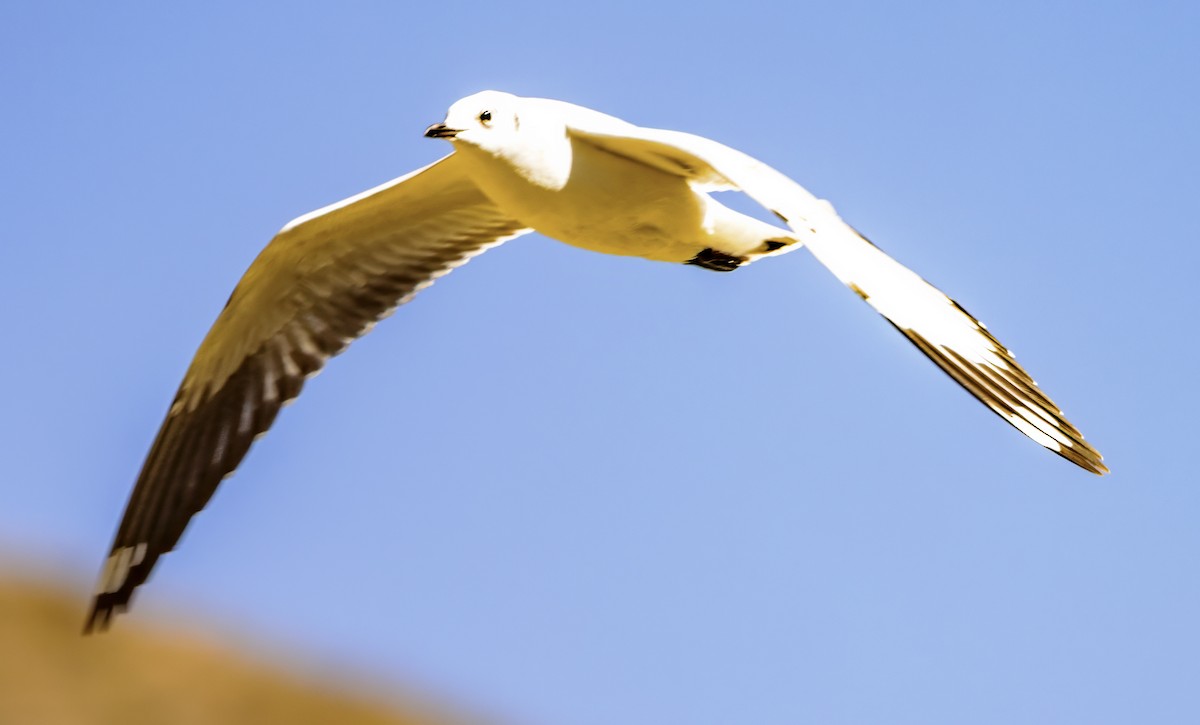 Andean Gull - ML638510640