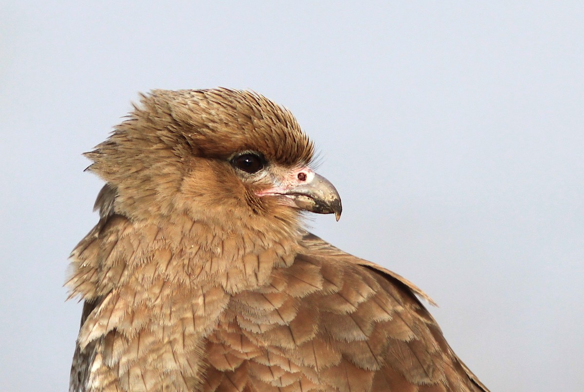 Chimango Caracara - ML638510646