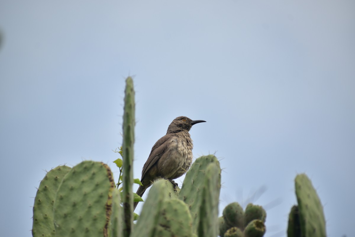 Curve-billed Thrasher - ML638510652