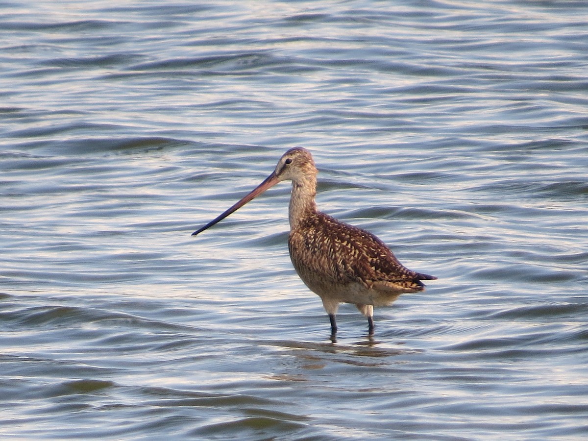 Marbled Godwit - ML638510664