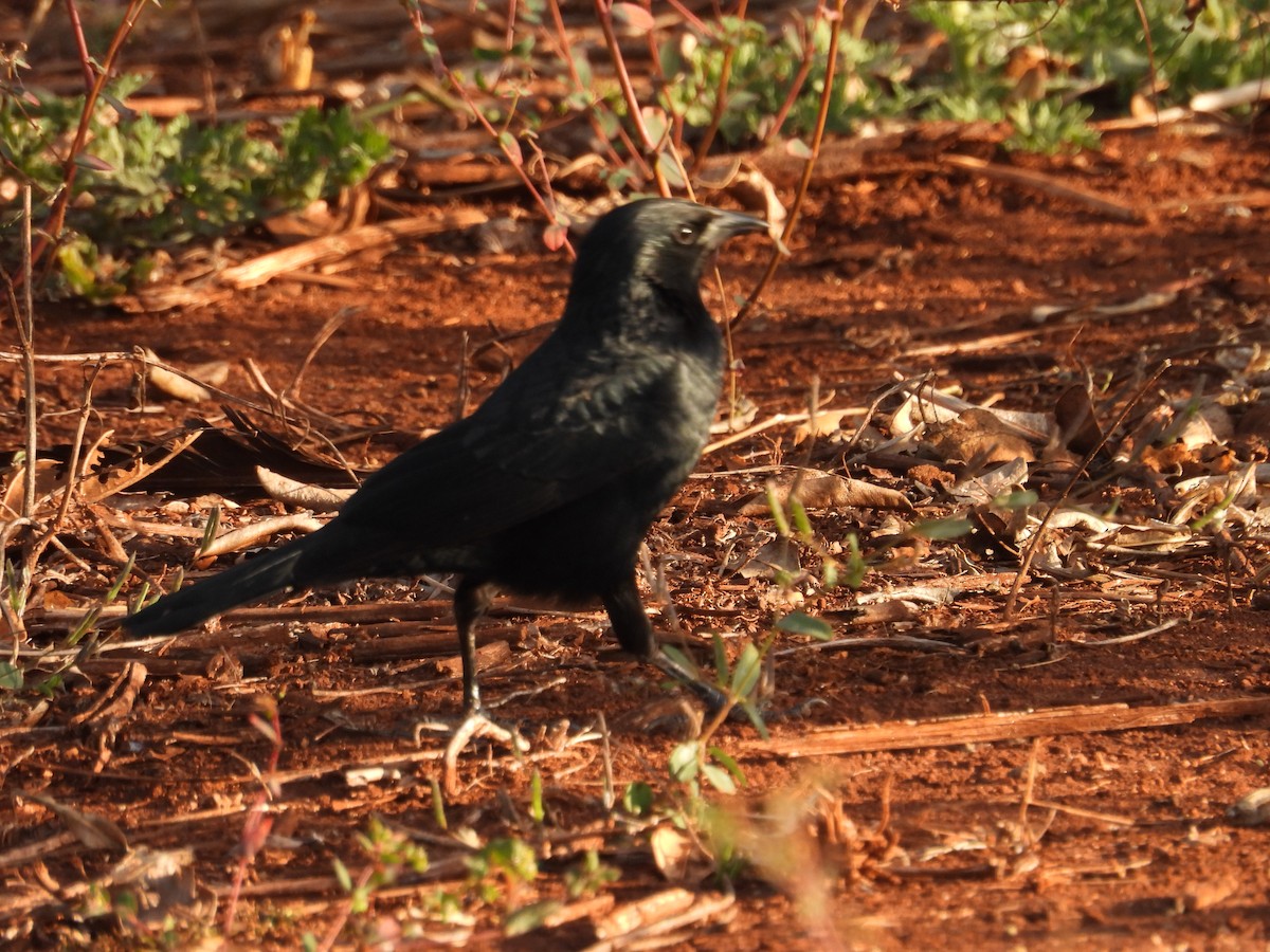 Chopi Blackbird - ML638510667
