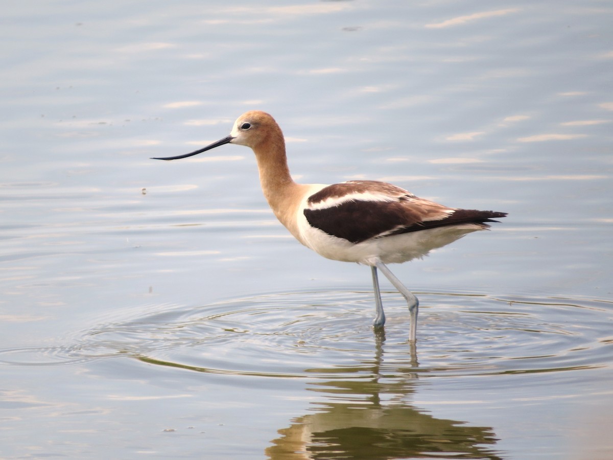 American Avocet - ML638510669