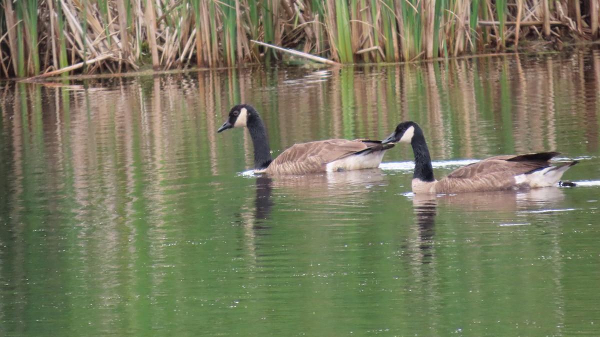 Canada Goose - ML638510710