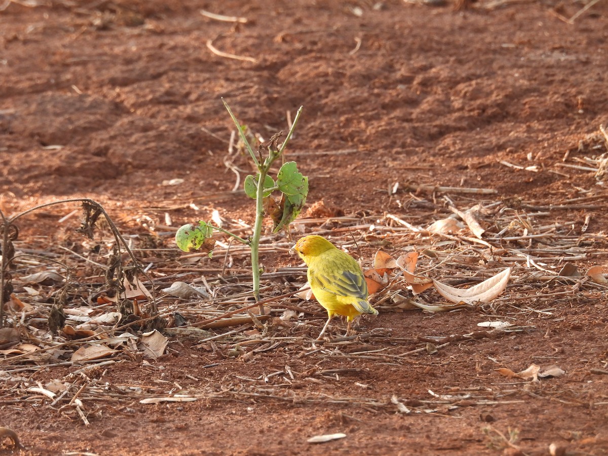 Saffron Finch - ML638510712