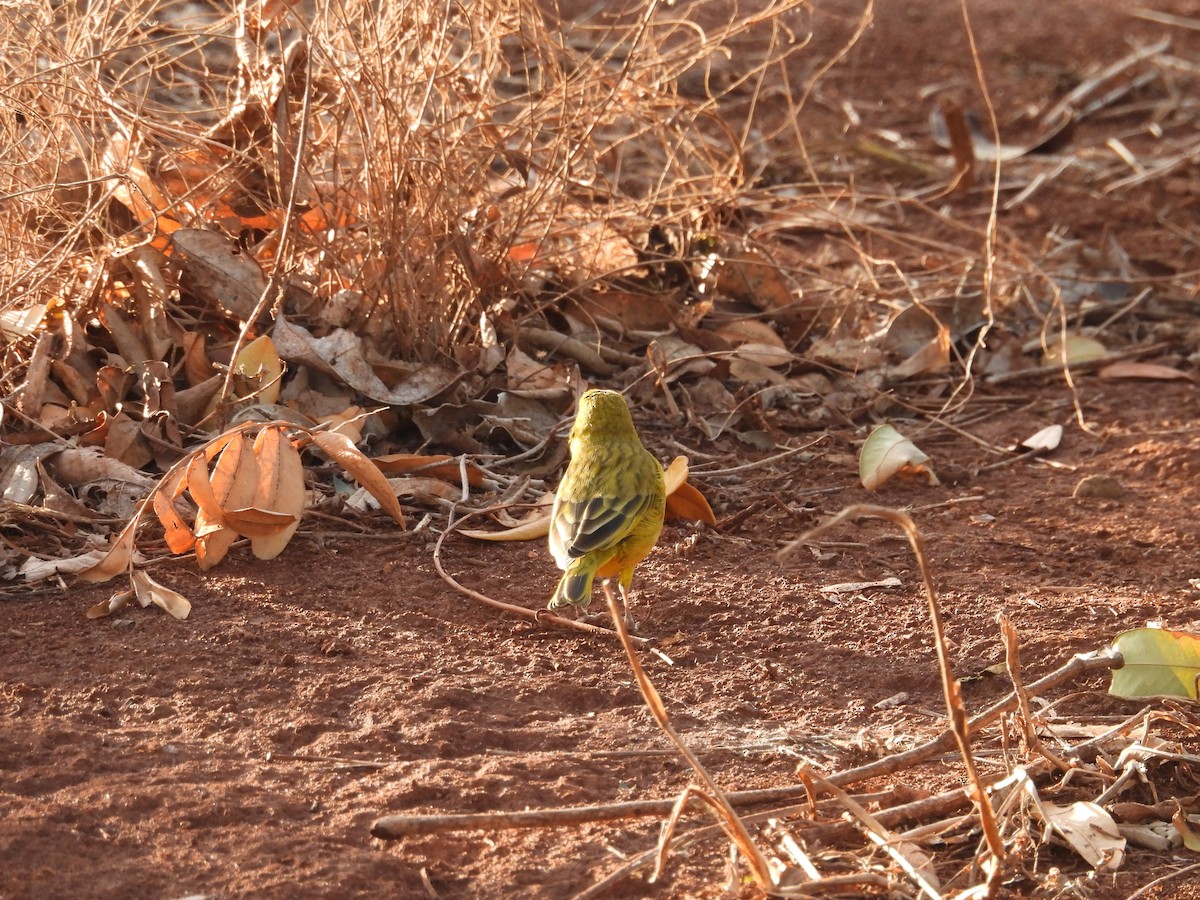 Saffron Finch - ML638510713