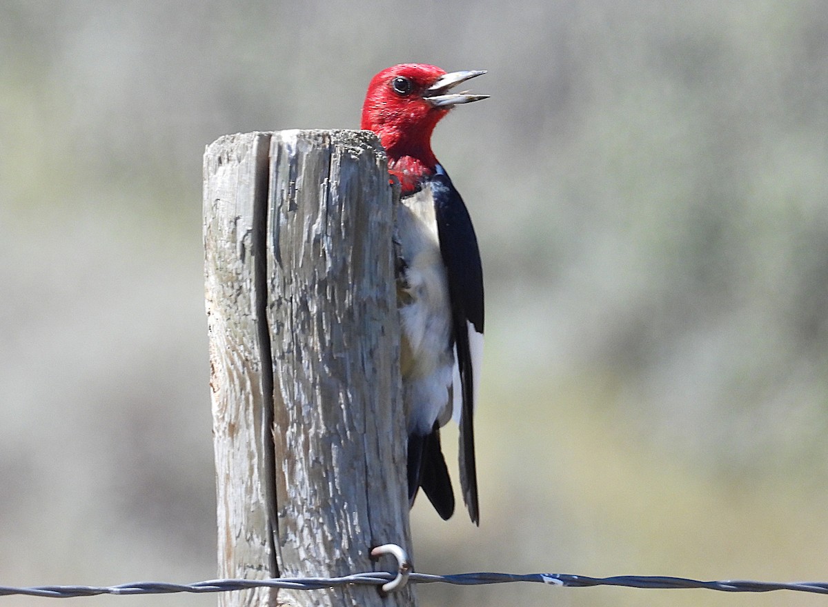 Red-headed Woodpecker - ML638510714