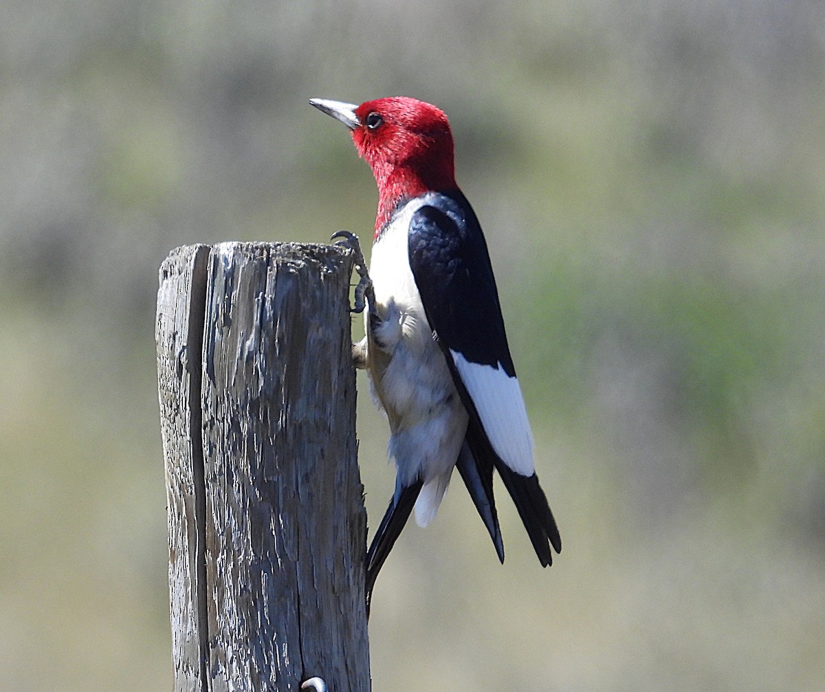 Red-headed Woodpecker - ML638510715
