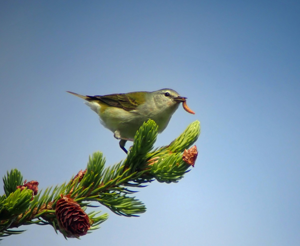 Tennessee Warbler - ML638510749