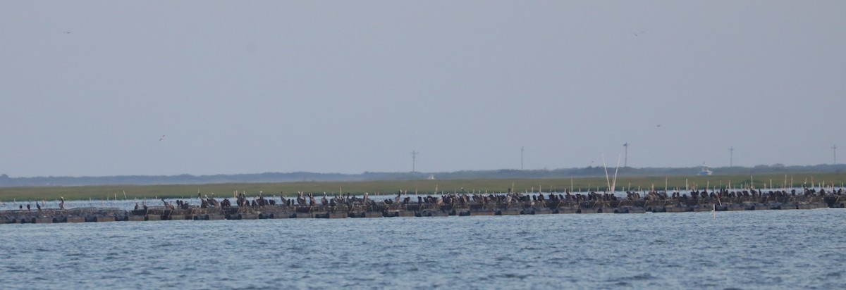 Kahverengi Pelikan (carolinensis) - ML638510773