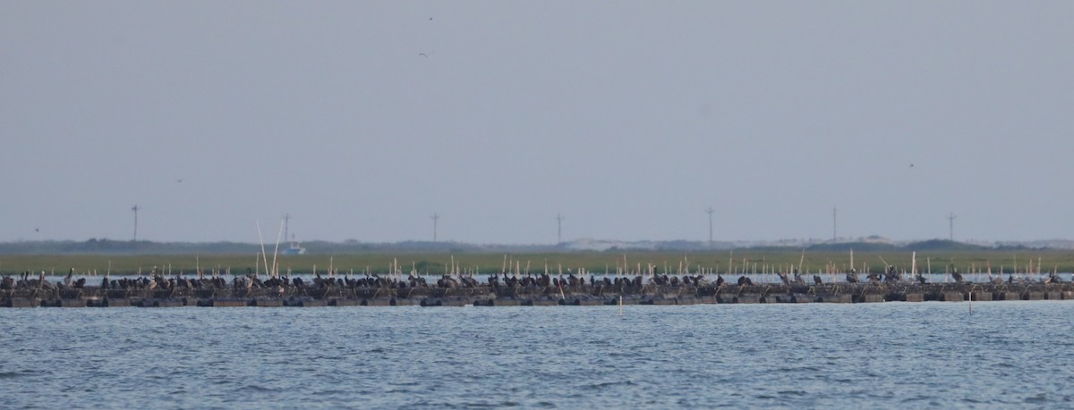 Kahverengi Pelikan (carolinensis) - ML638510774