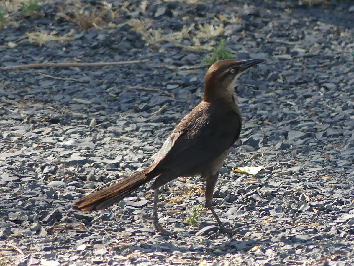 Great-tailed Grackle - ML638510796