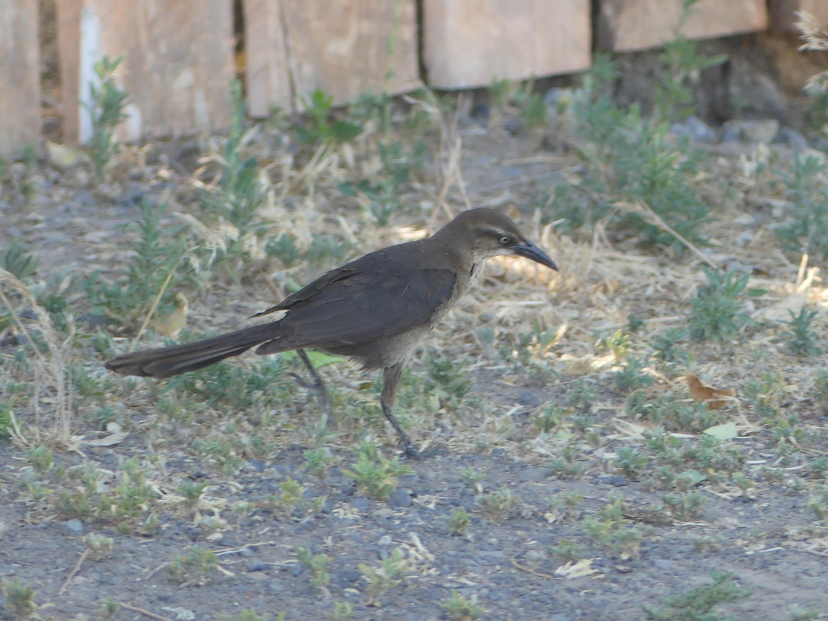Great-tailed Grackle - ML638510797