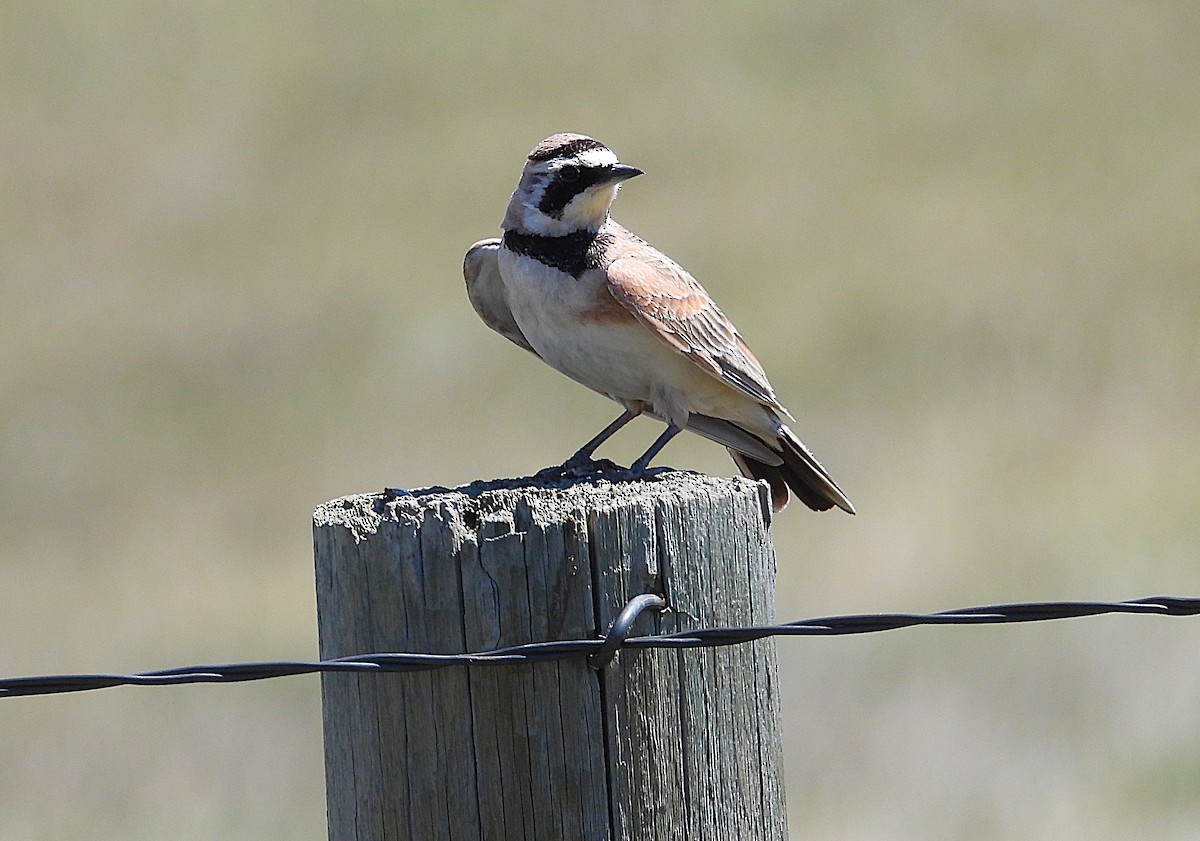Horned Lark - ML638510816