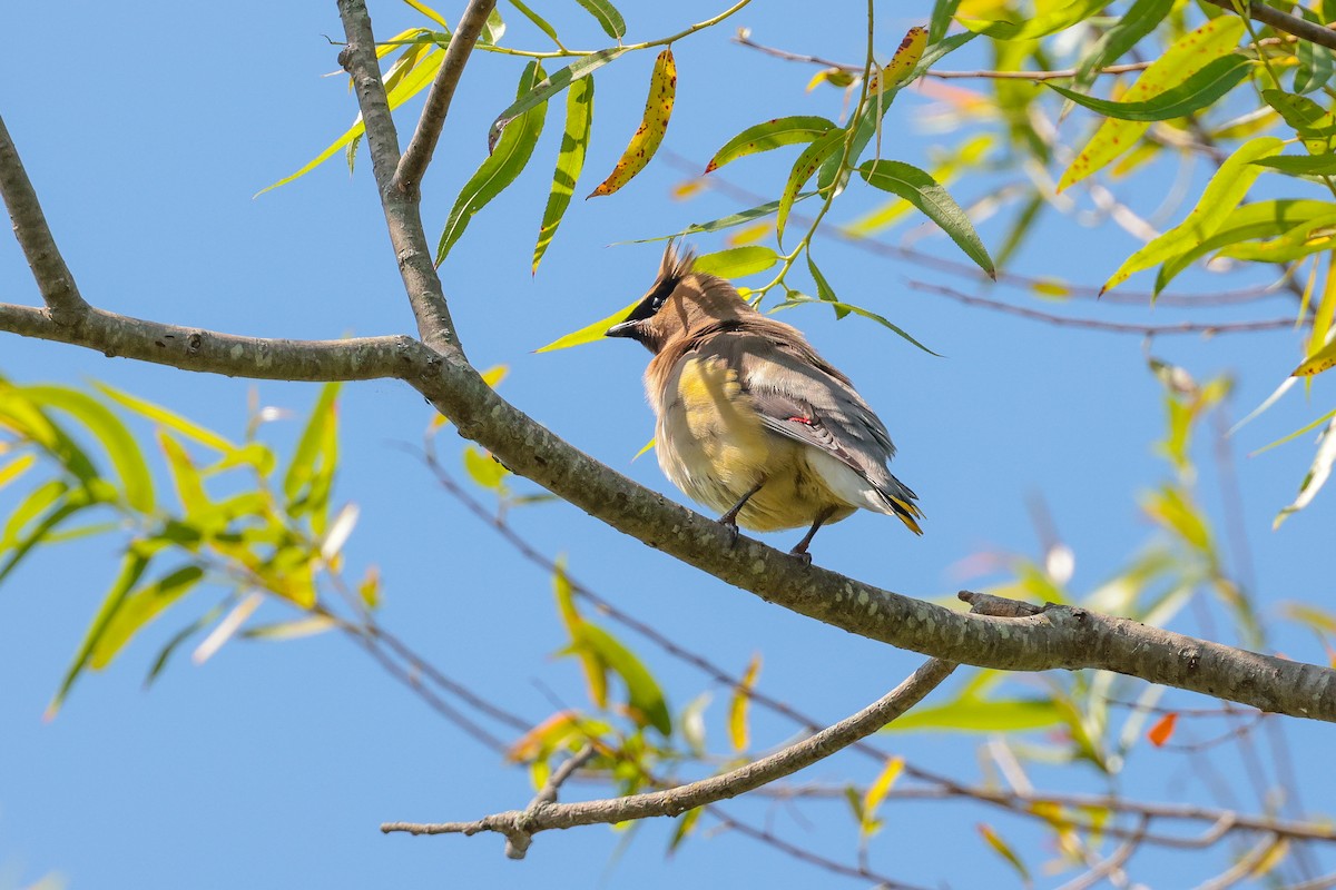 Cedar Waxwing - ML638510838