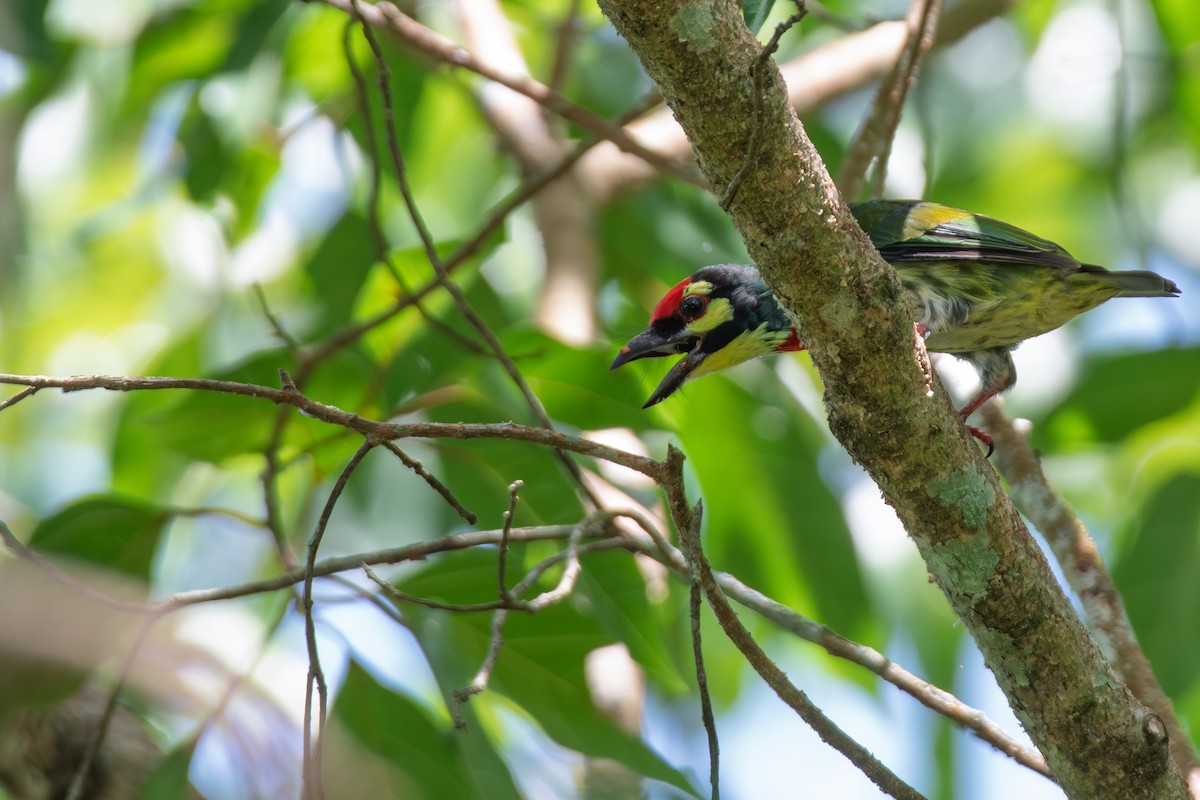 Coppersmith Barbet - ML638510869