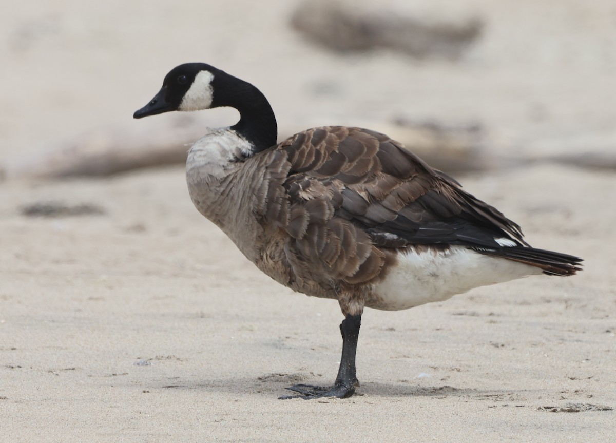 Canada Goose - ML638510877