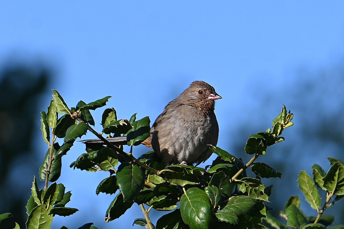 California Towhee - ML638510882