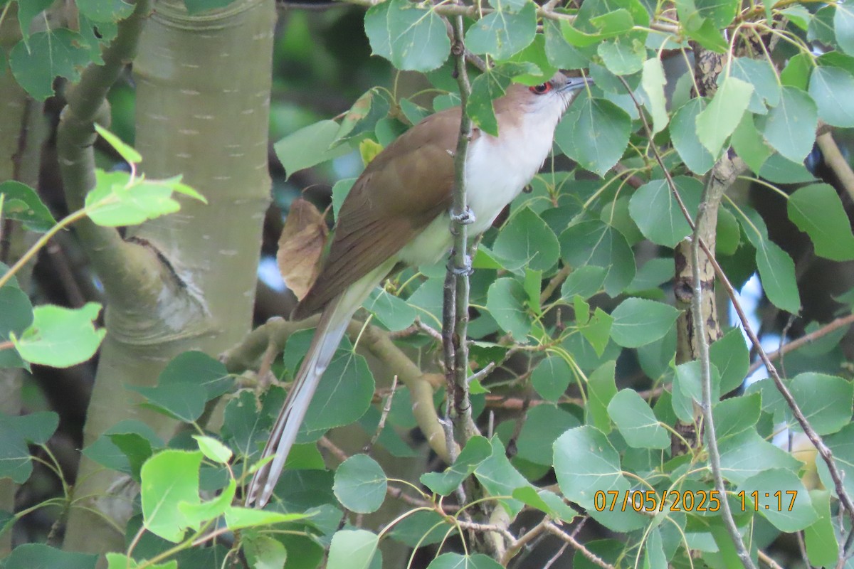 Black-billed Cuckoo - ML638510899