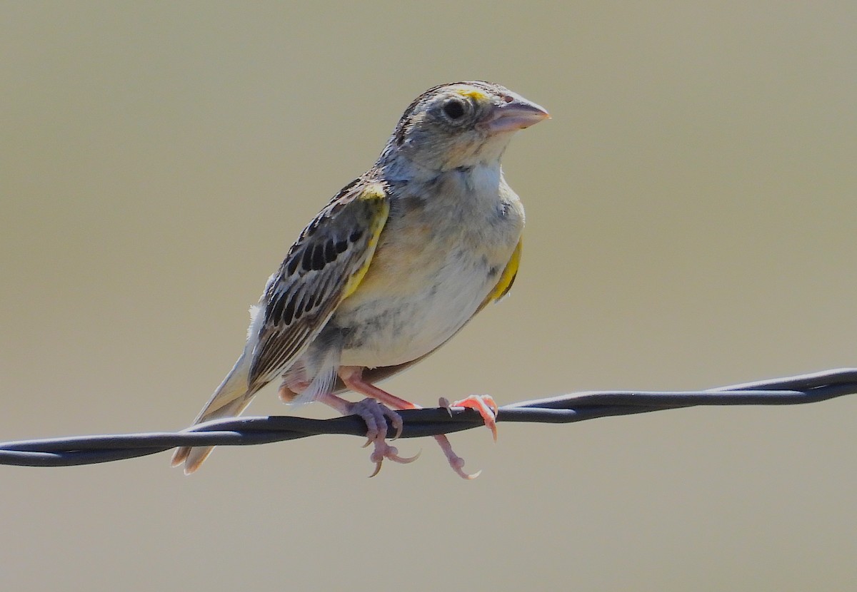 Grasshopper Sparrow - ML638510914