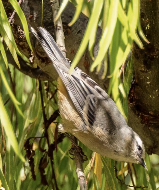 Cinereous Conebill - ML638510925