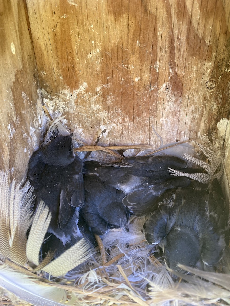 Tree Swallow - ML638510928