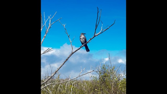 Española Mockingbird - ML638510942