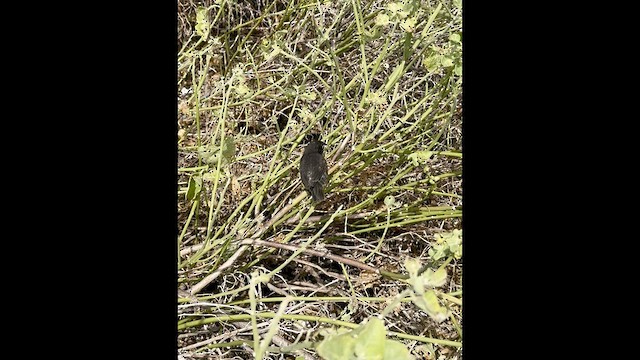 Española Ground-Finch - ML638510957