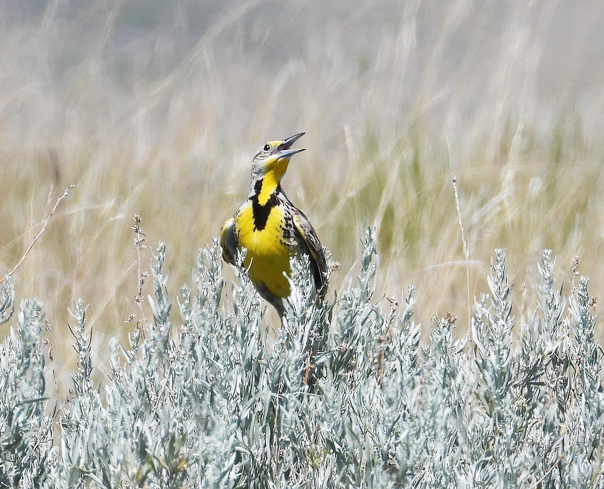 Western Meadowlark - ML638510998