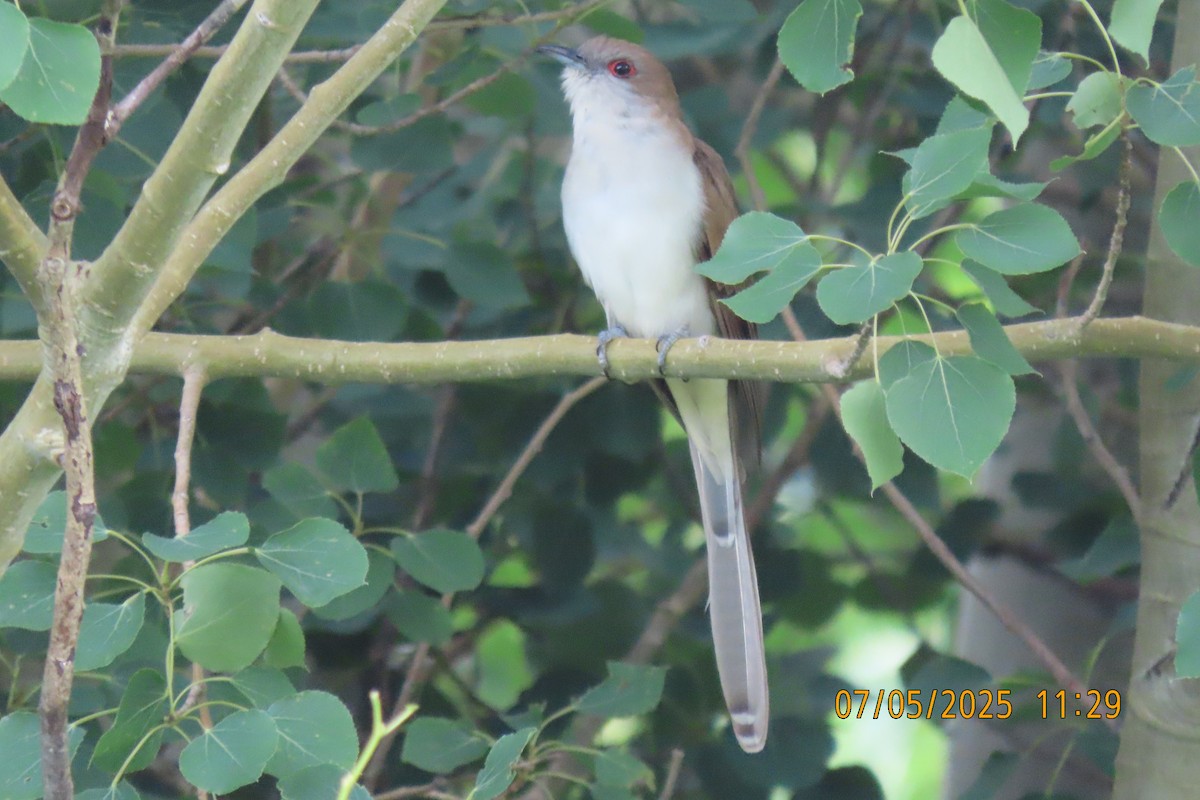 Black-billed Cuckoo - ML638511005