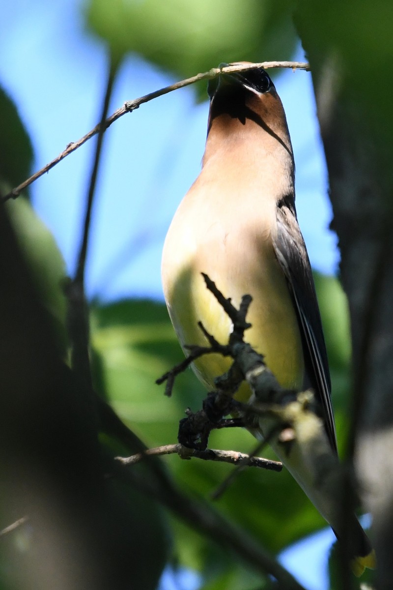 Cedar Waxwing - ML638511025