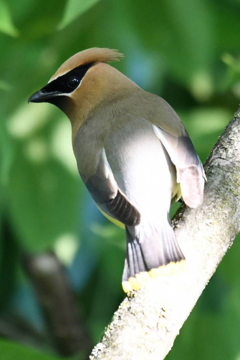 Cedar Waxwing - ML638511026