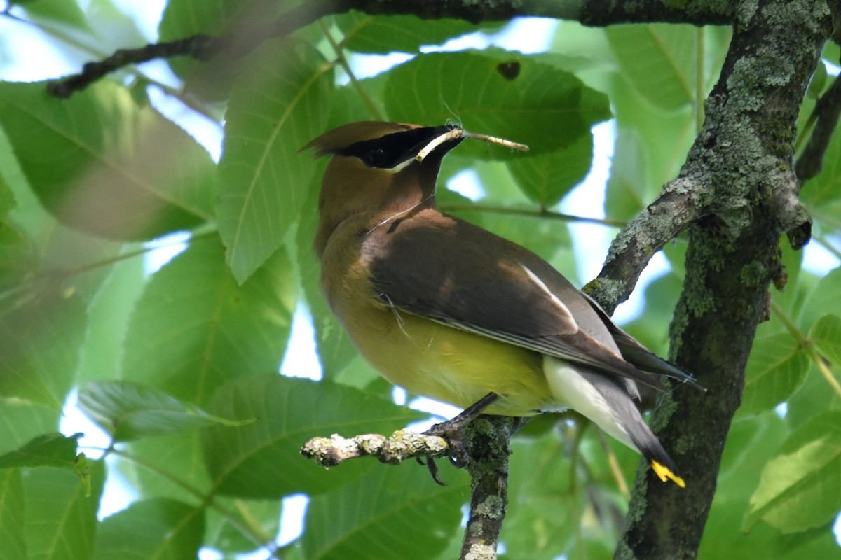 Cedar Waxwing - ML638511027