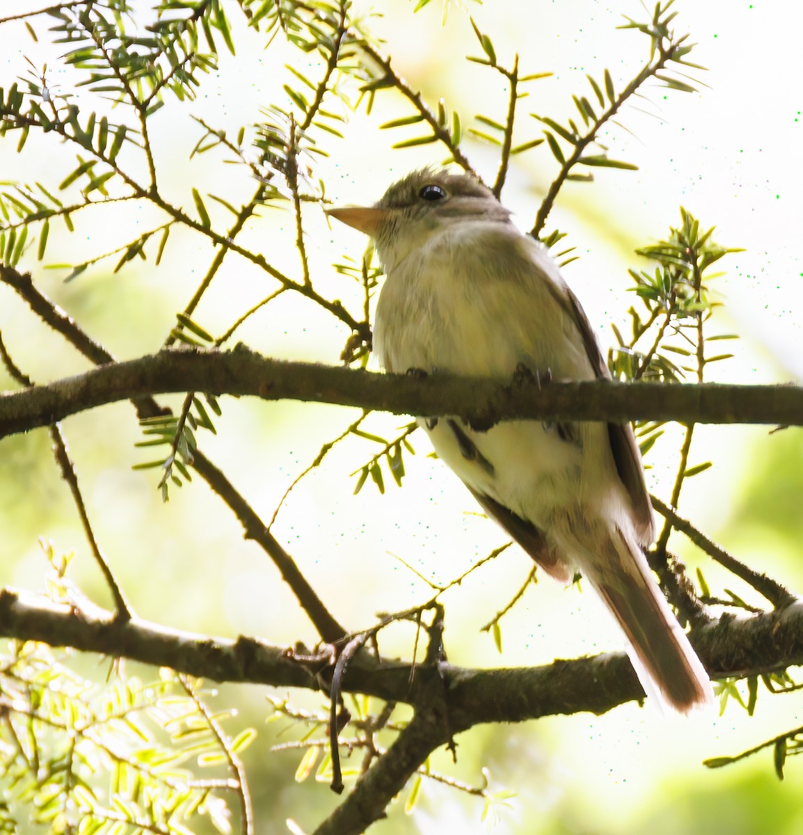 Acadian Flycatcher - ML638511050