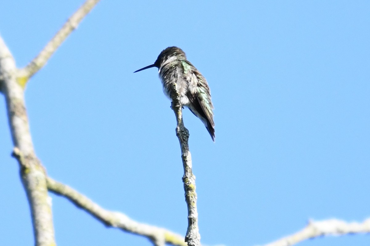 Colibrí Gorjirrubí - ML638511083