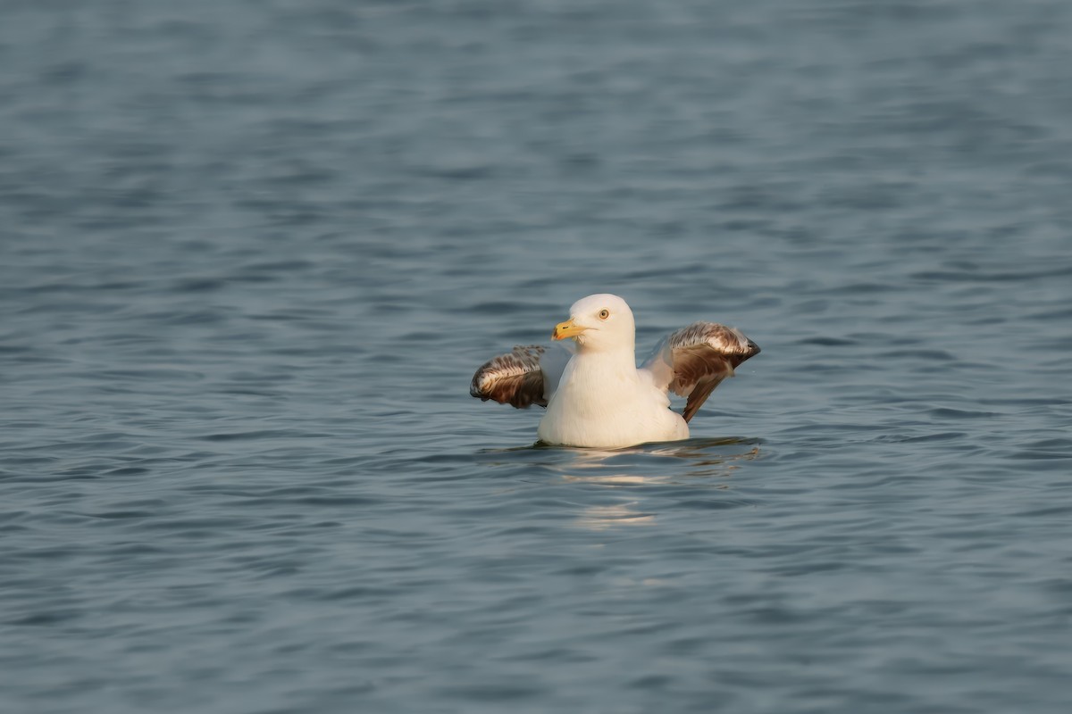 Gaviota Argéntea Americana - ML638511103