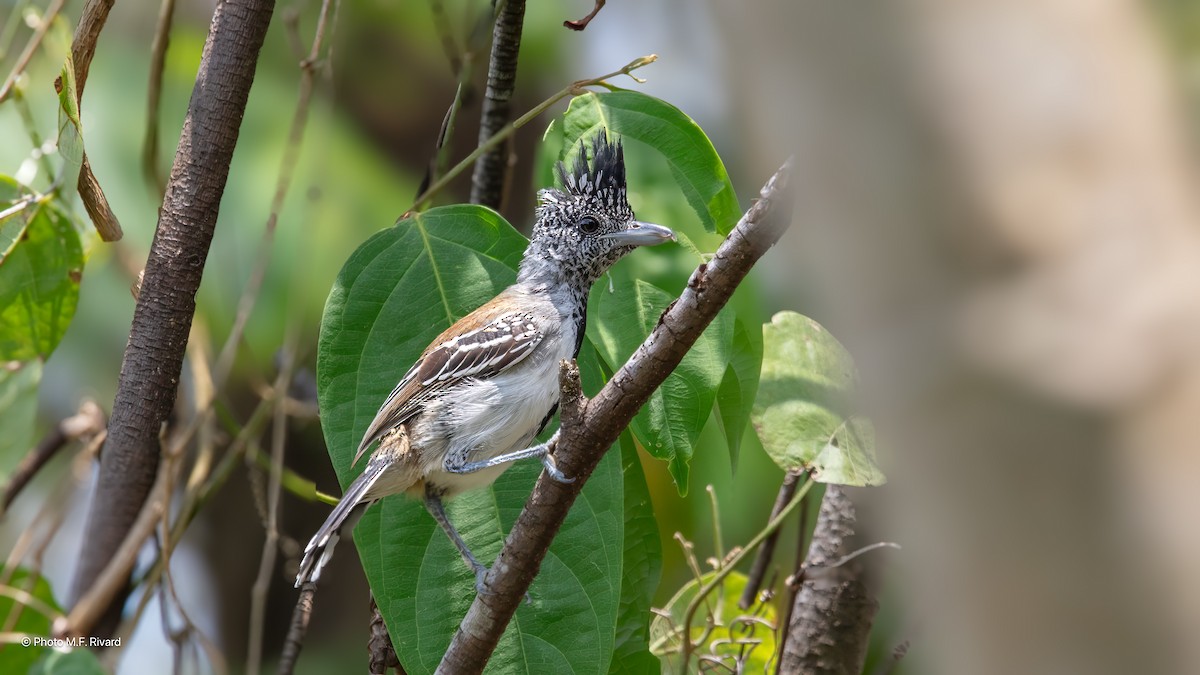 Batará Crestinegro - ML638511104