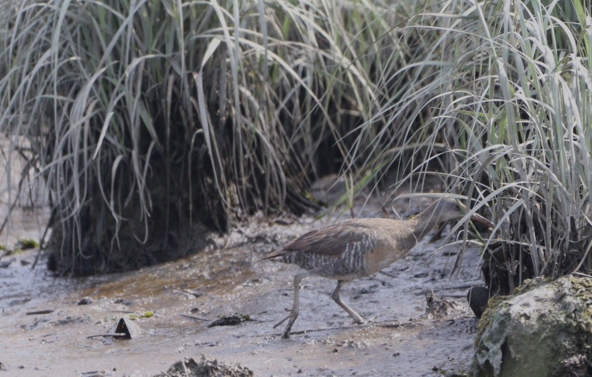Clapper Rail - ML638511127