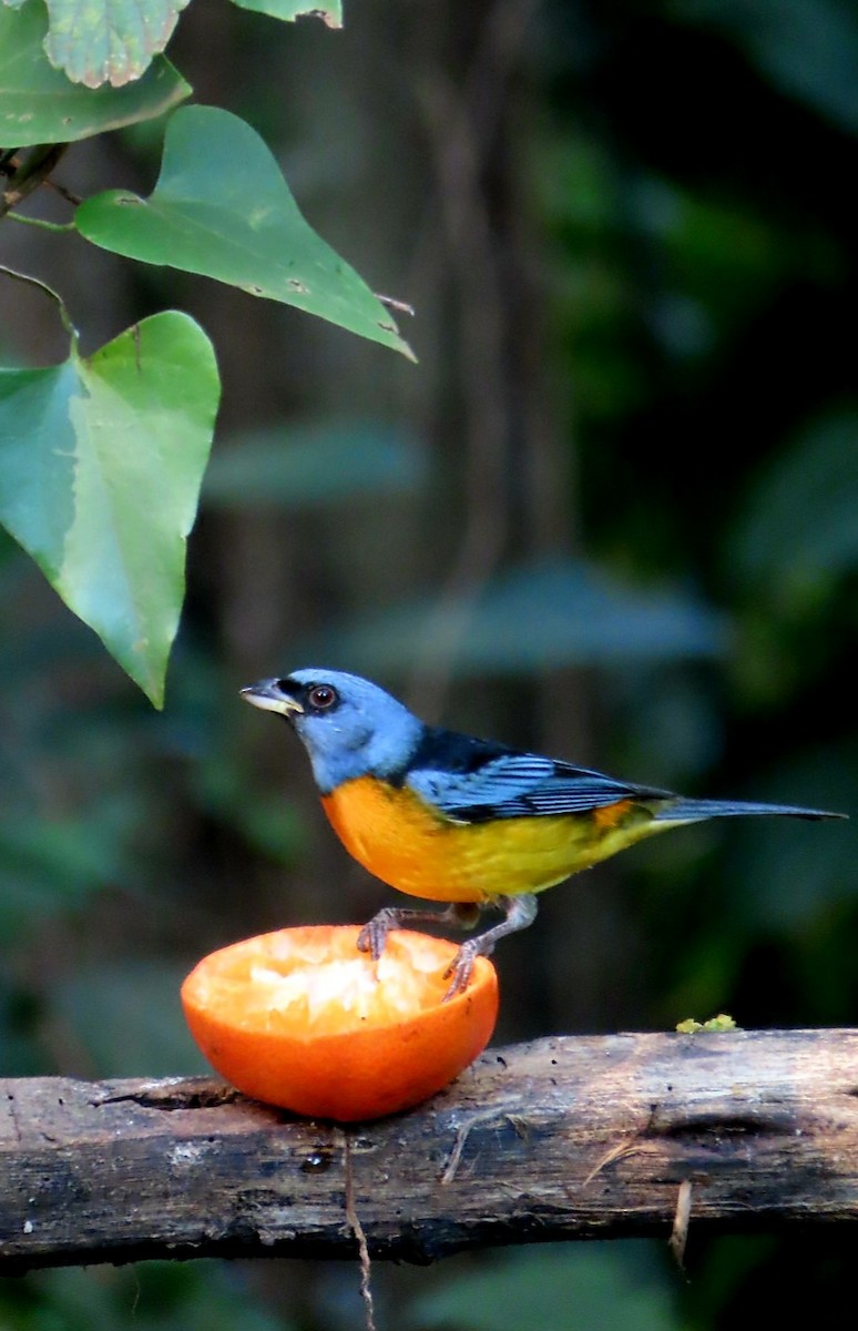 Blue-and-yellow Tanager - ML638511128