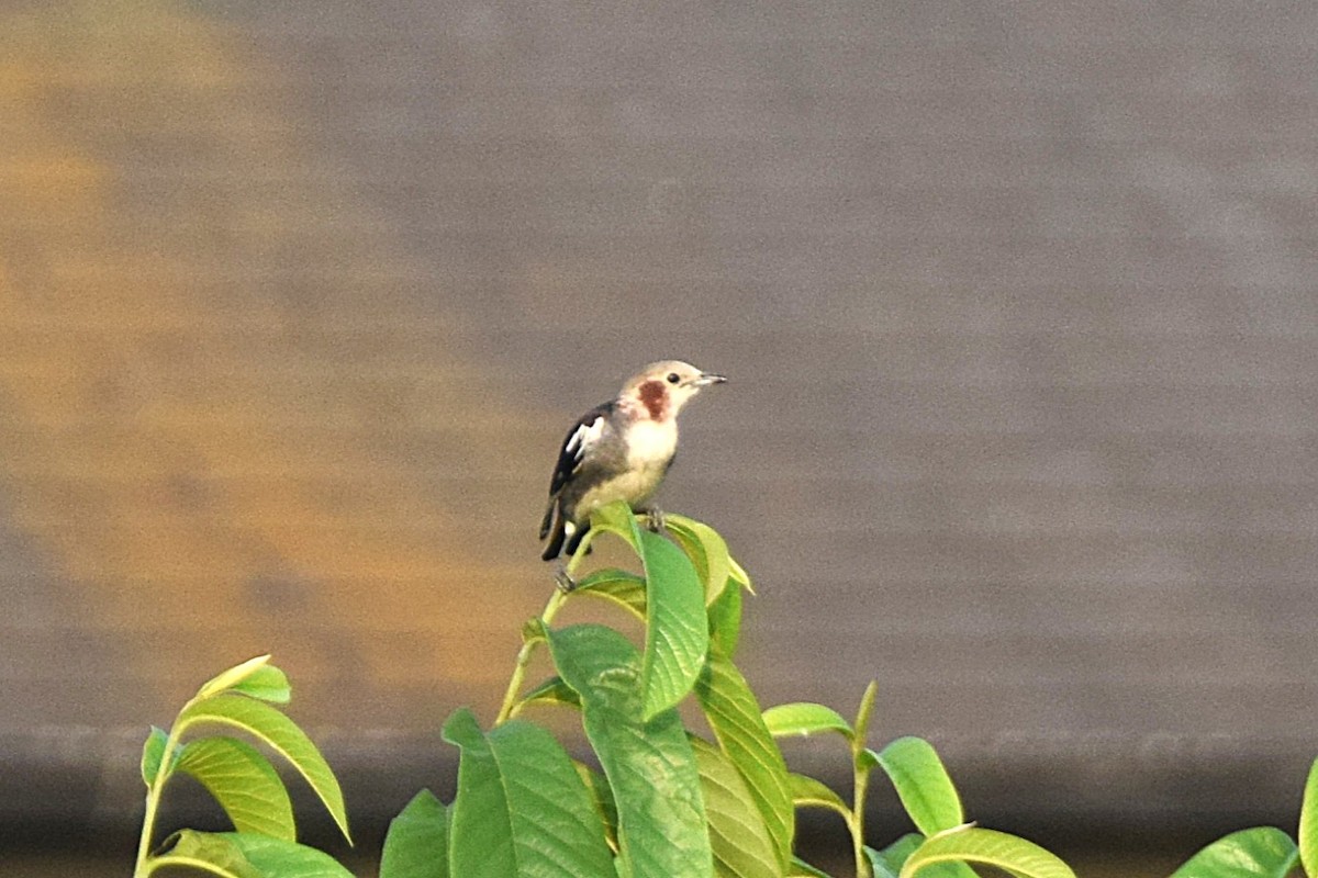 Chestnut-cheeked Starling - ML638511142