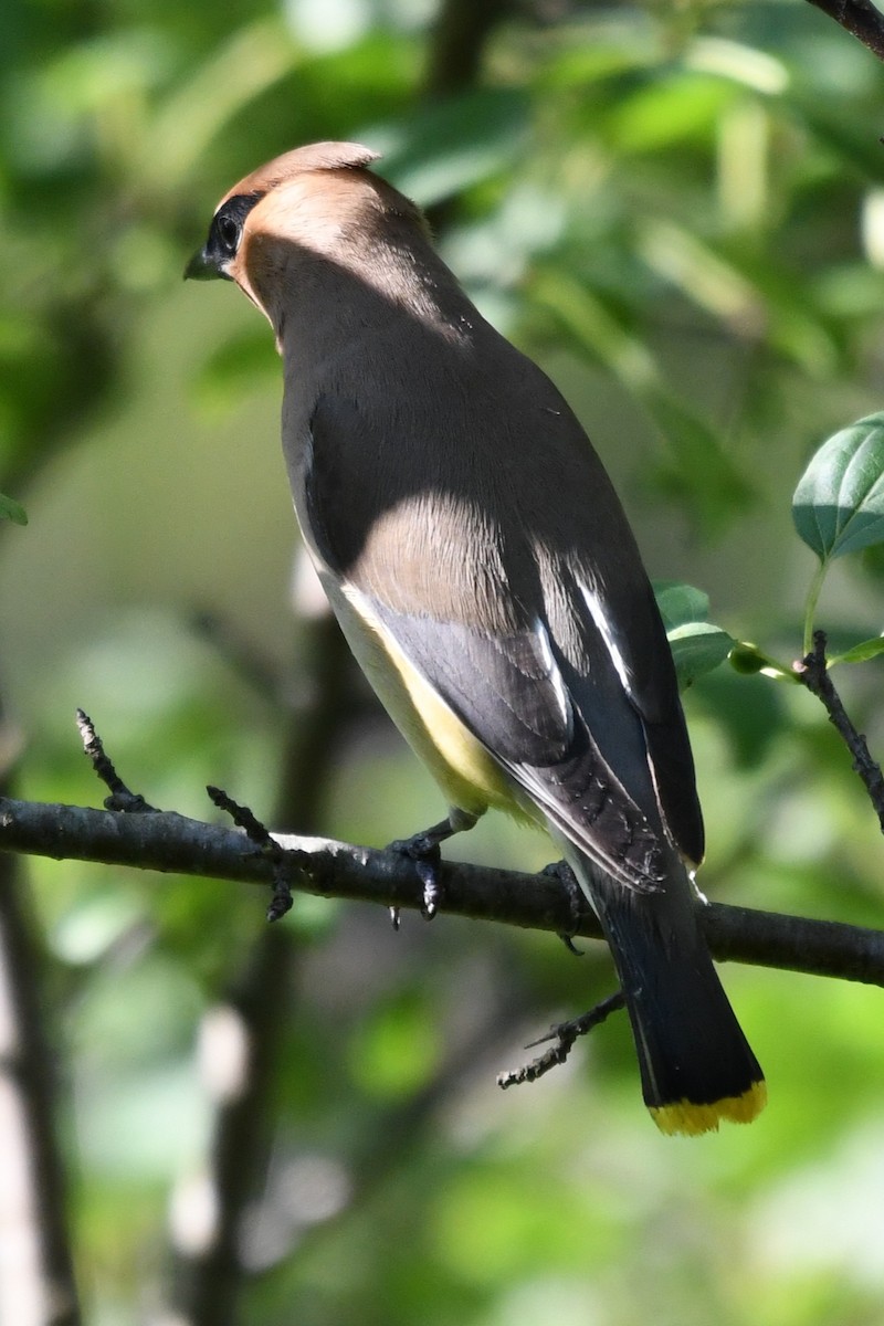 Cedar Waxwing - ML638511165