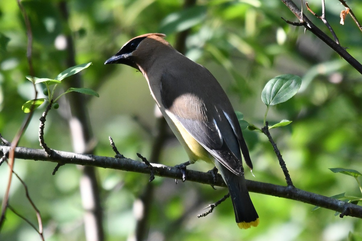 Cedar Waxwing - ML638511166