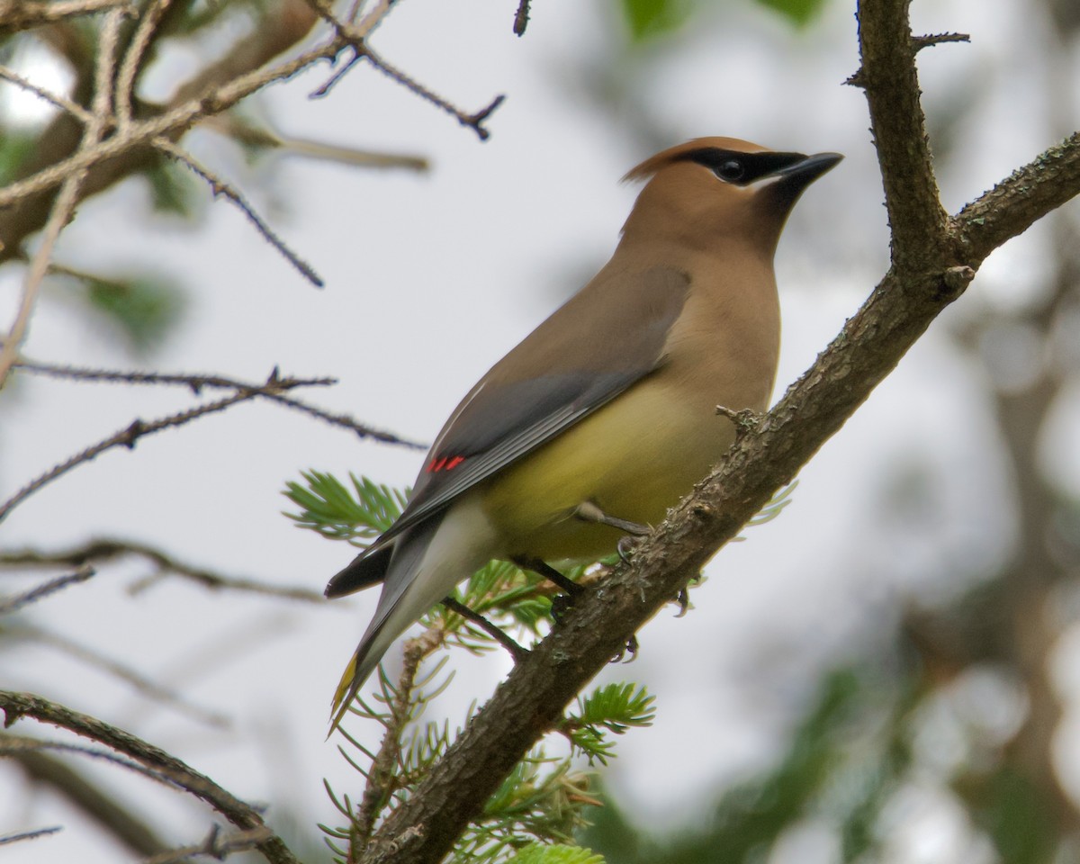 Cedar Waxwing - ML638511187