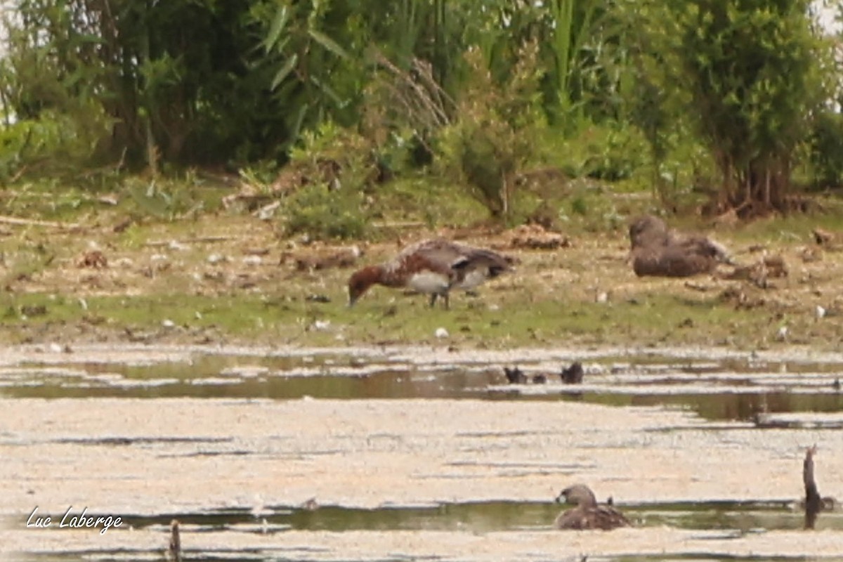 Eurasian Wigeon - ML638511195