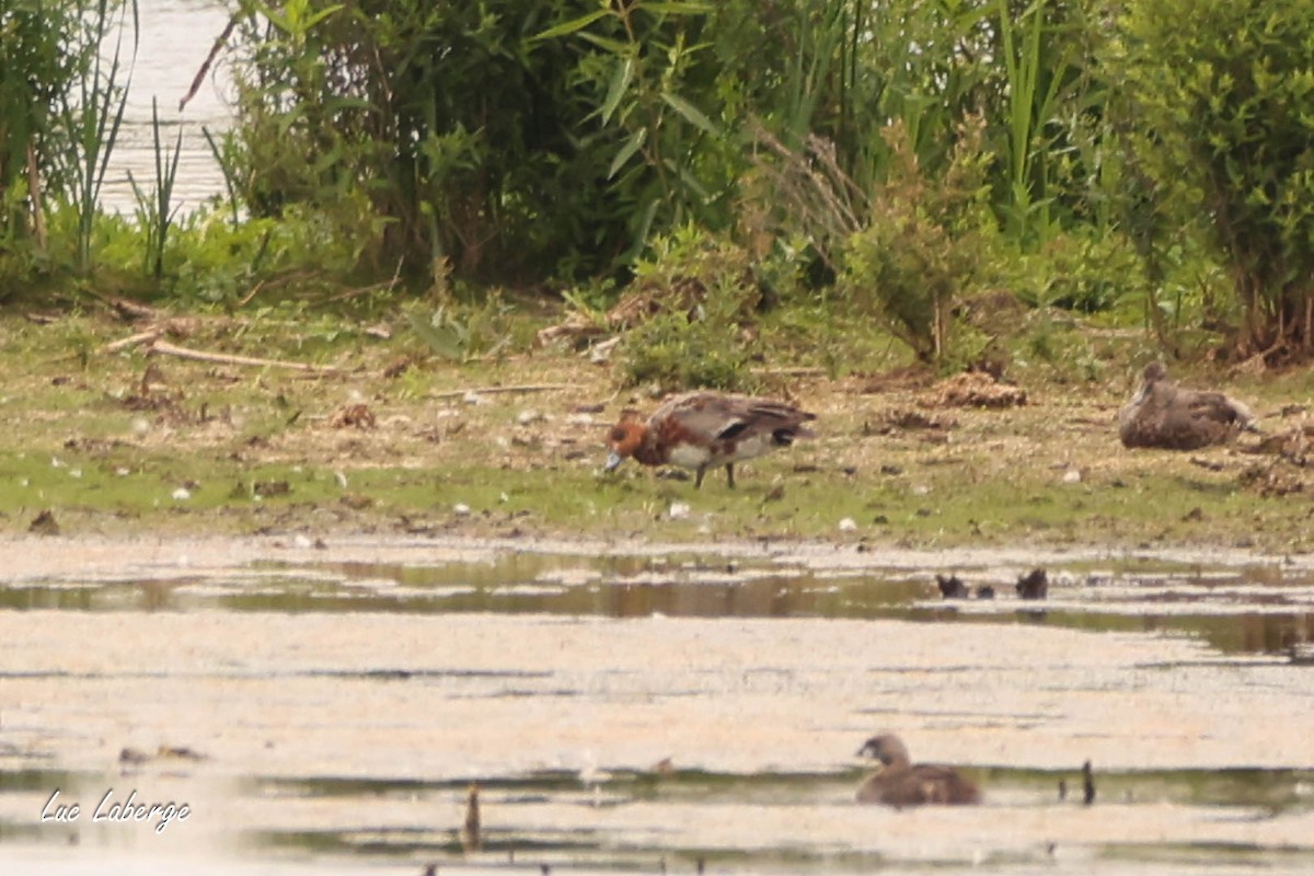 Eurasian Wigeon - ML638511196