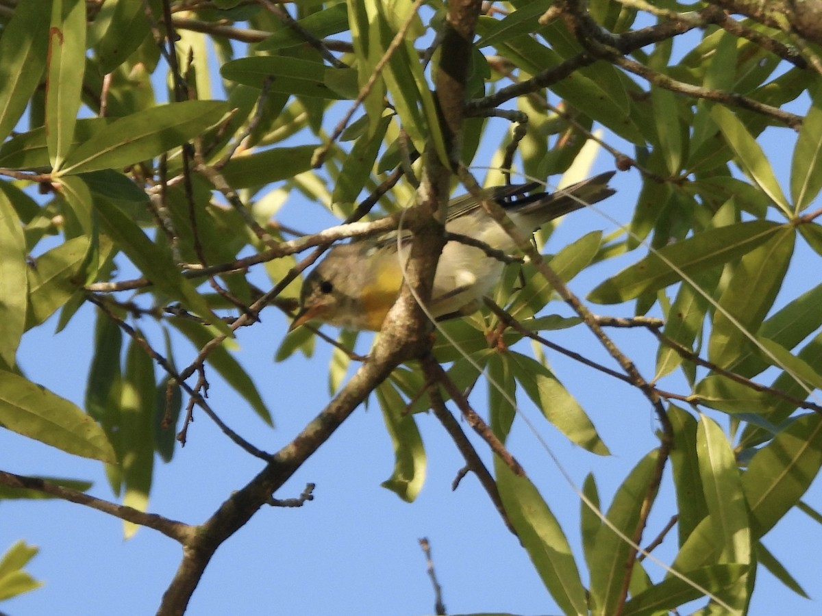 Northern Parula - ML638511212