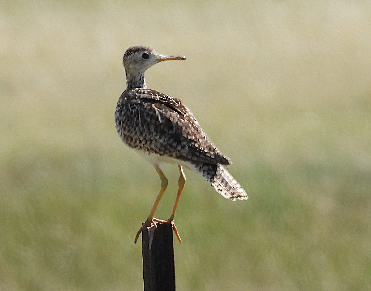 Upland Sandpiper - ML638511213