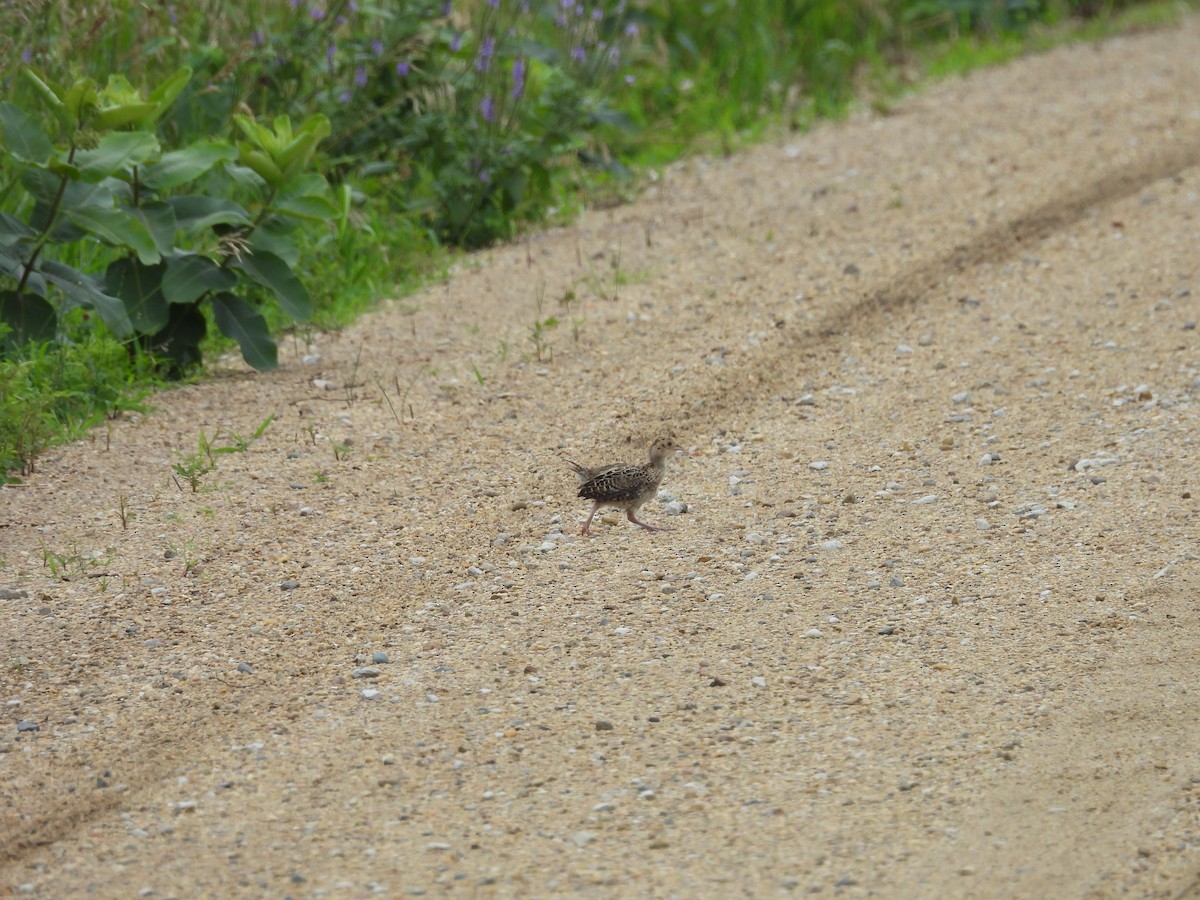 環頸雉 - ML638511245